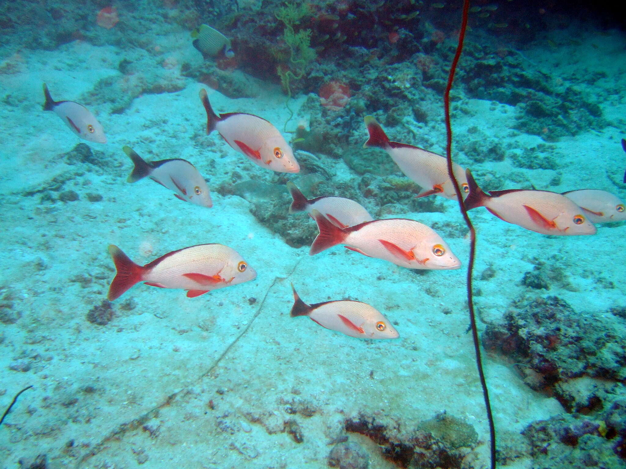 Image of Humpback red snapper