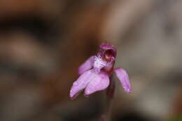 Image of Caladenia nana subsp. nana