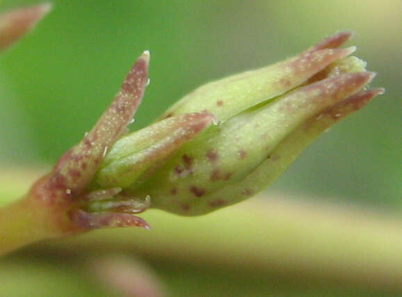 Image of Ceropegia lugardiae N. E. Br.