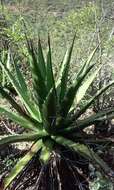 Image of Agave kerchovei Lem.