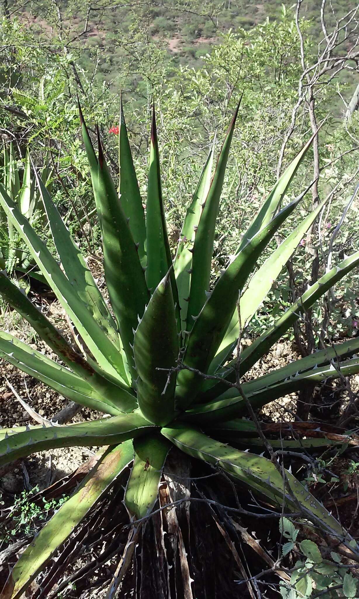 Слика од Agave kerchovei Lem.