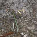 Image of Brookton Highway spider orchid