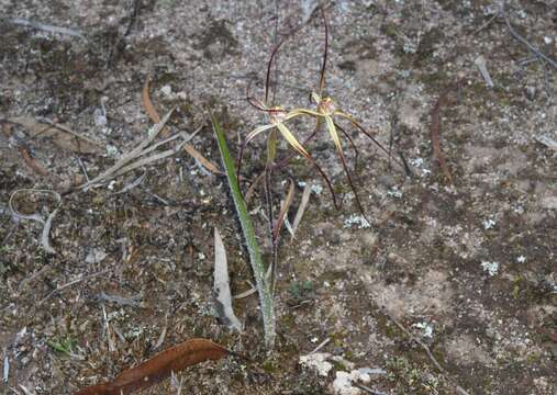 Image de Caladenia fluvialis A. P. Br. & G. Brockman