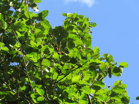 Image of Luehea grandiflora C. Mart.