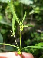 Image of blackseed spurge