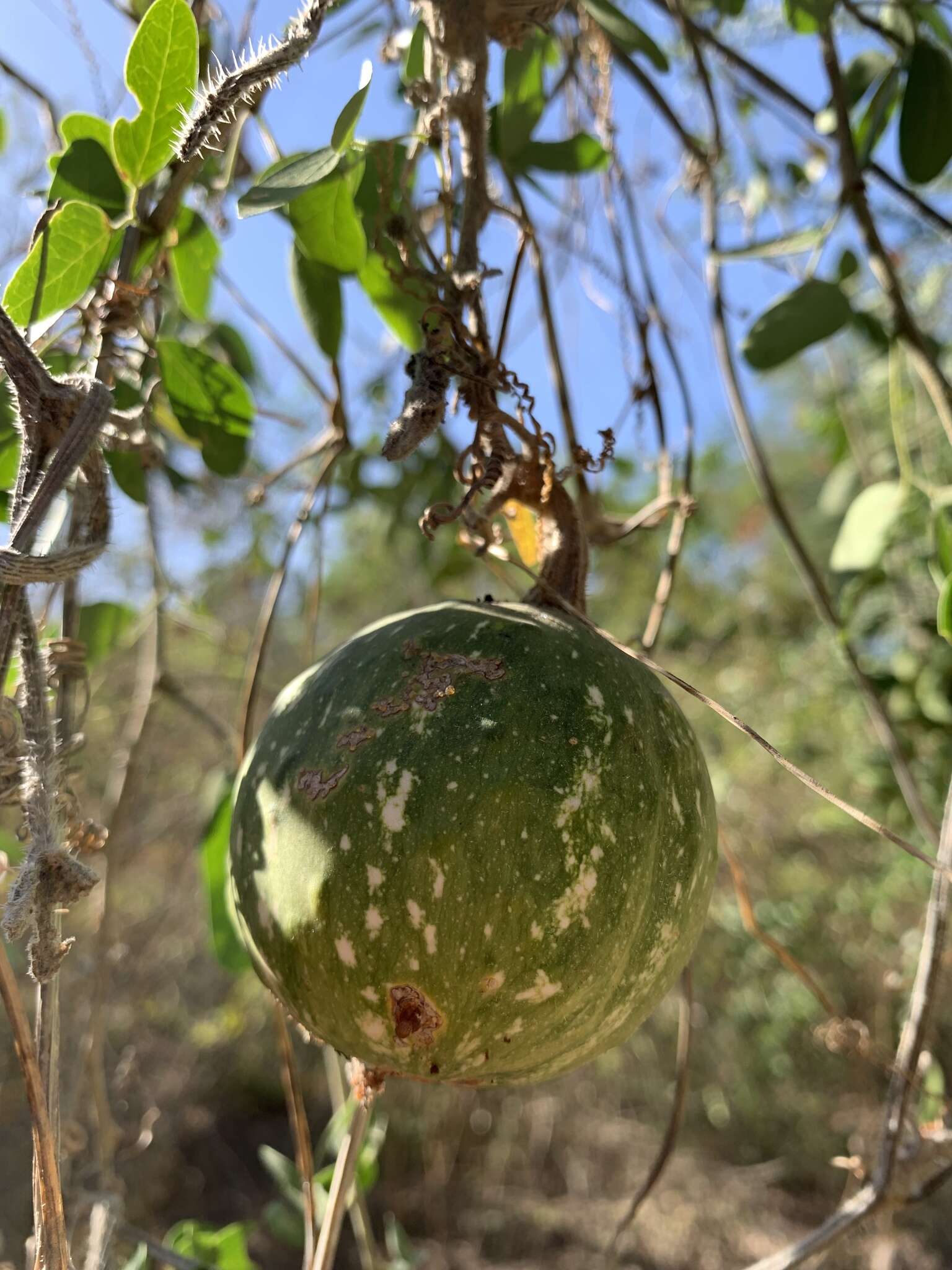 Cucurbita argyrosperma K. Koch resmi