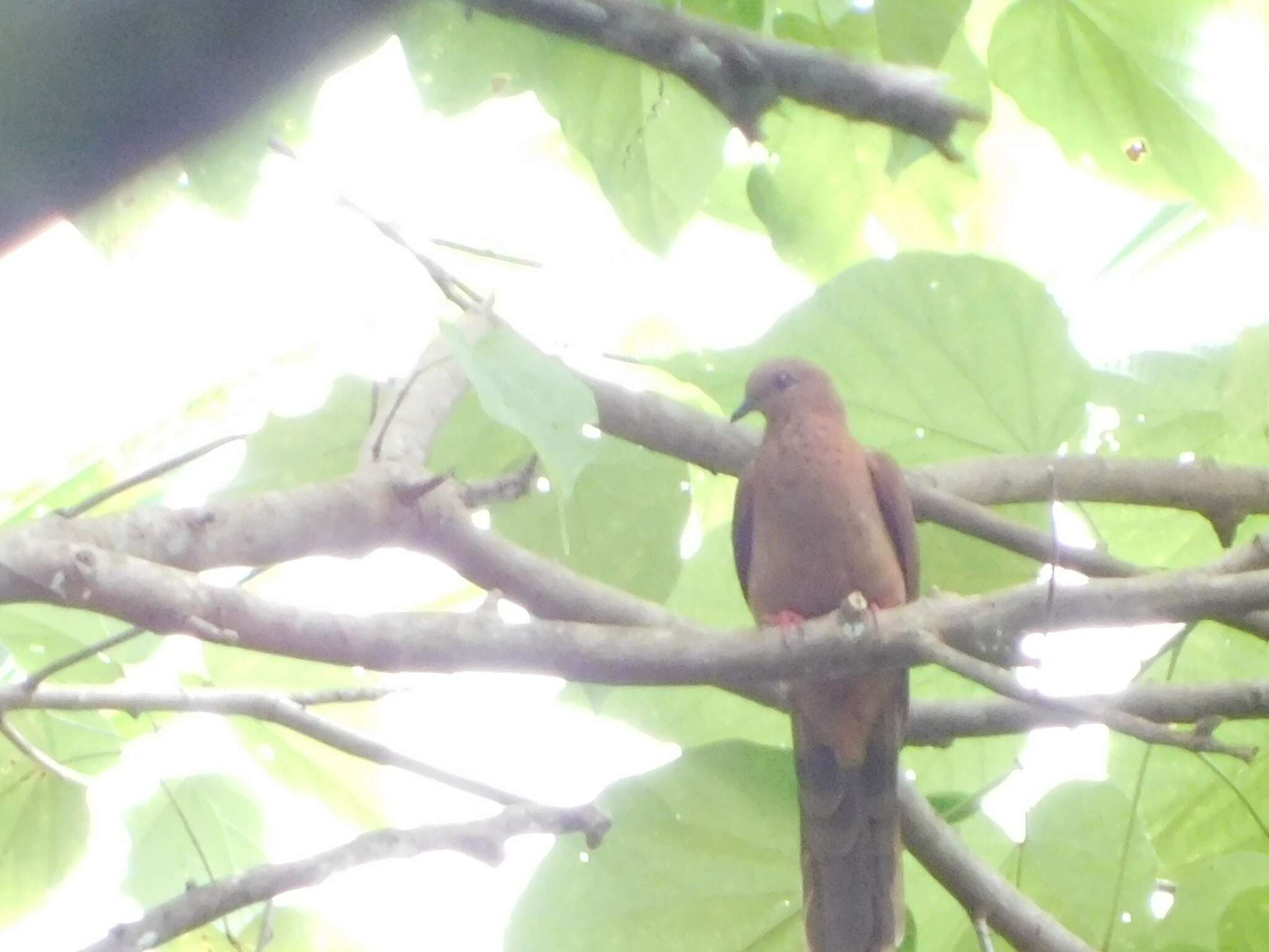 Image of MacKinlay's Cuckoo-Dove