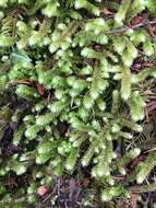 Image of robust rhytidiopsis moss