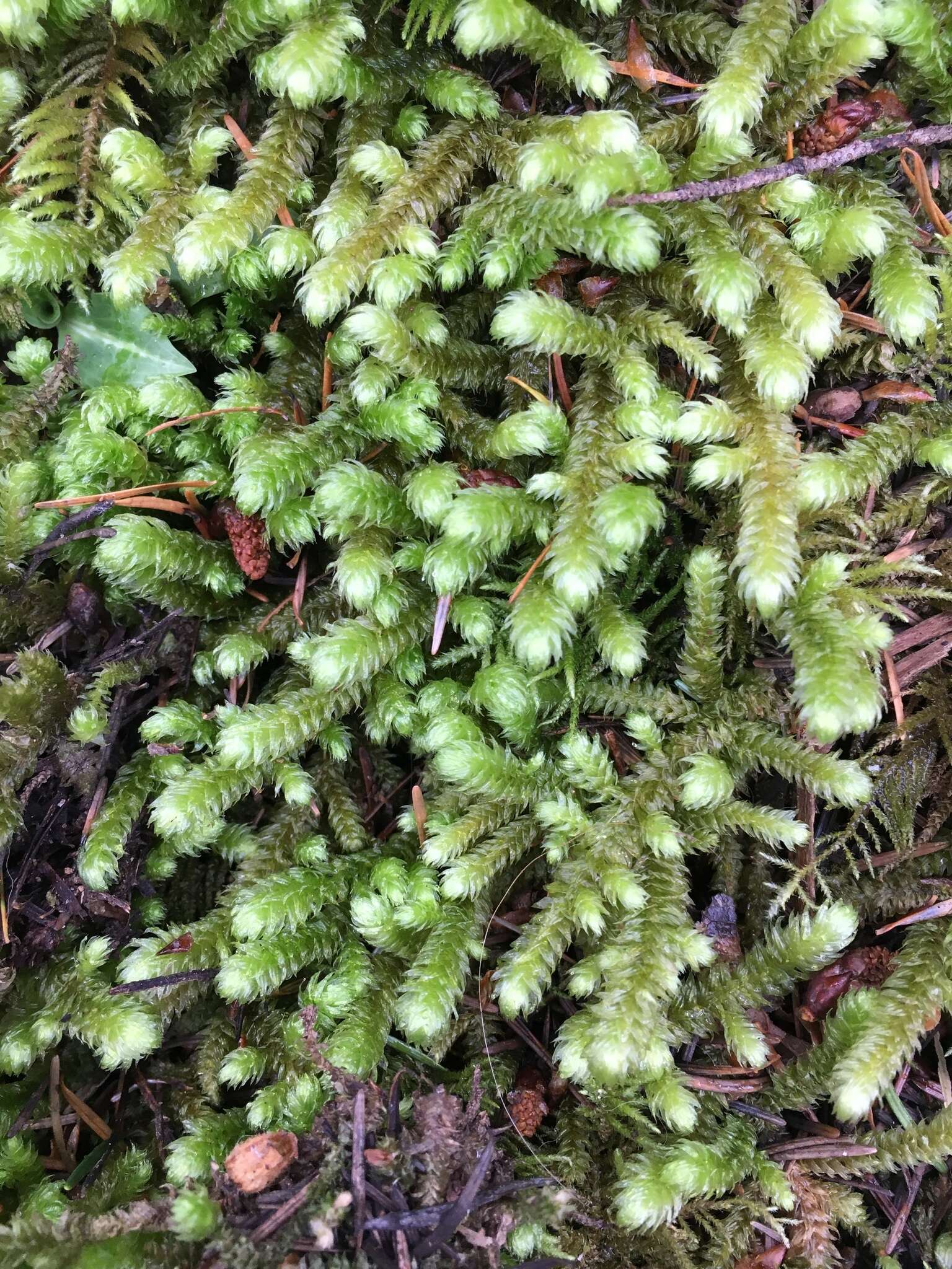 Image of robust rhytidiopsis moss