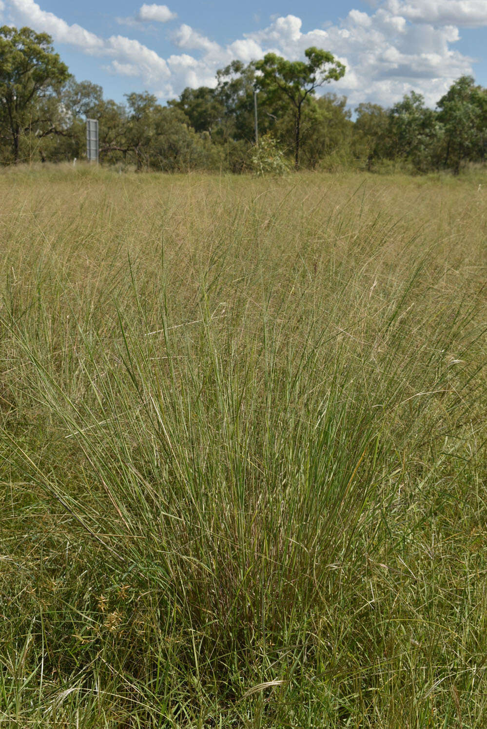 Image of Australian millet