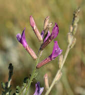 Image of Astragalus varius S. G. Gmelin