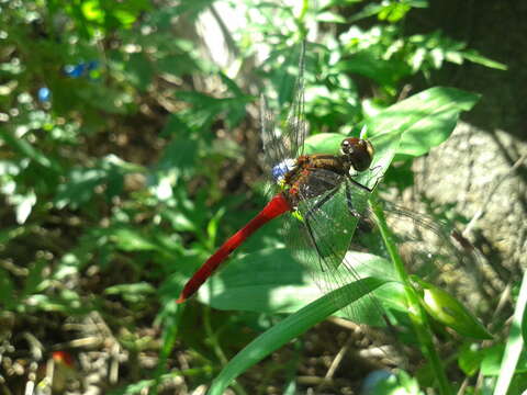 Image of Sympetrum eroticum (Selys 1883)