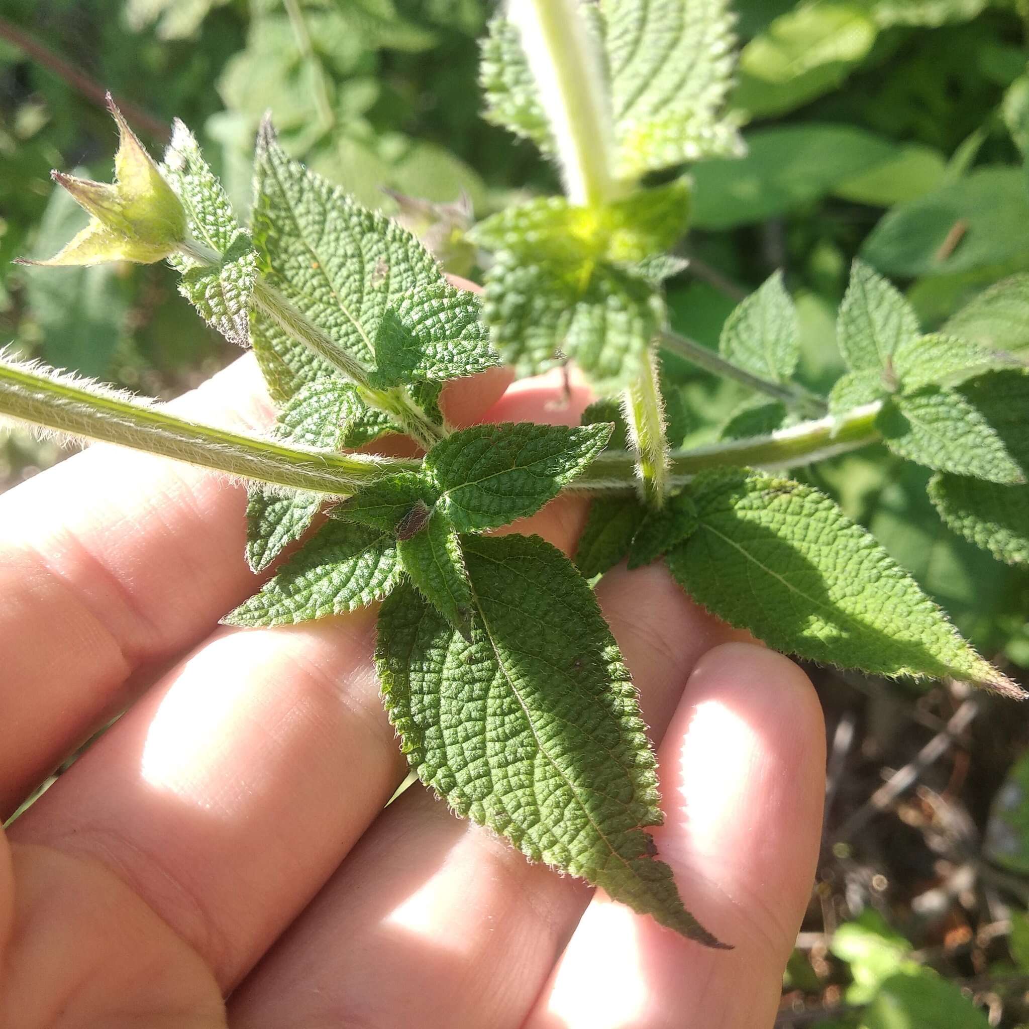 Image de Salvia mocinoi Benth.