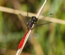 Image of Eastern Pygmyfly