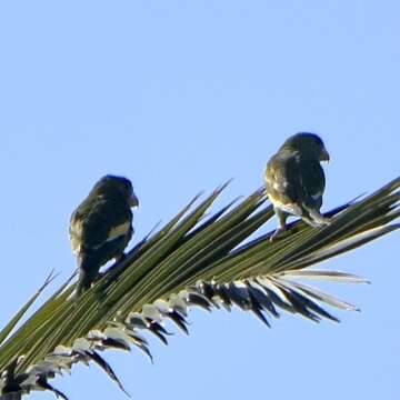 Image of Canary-winged Parakeet