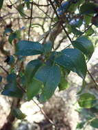 Image of Clematis foetida Raoul