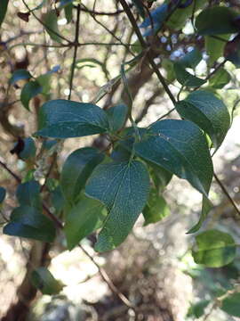 Image of Clematis foetida Raoul