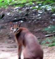 Image of Caracal caracal caracal (Schreber 1776)