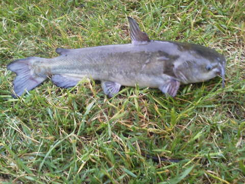 Image of White catfish