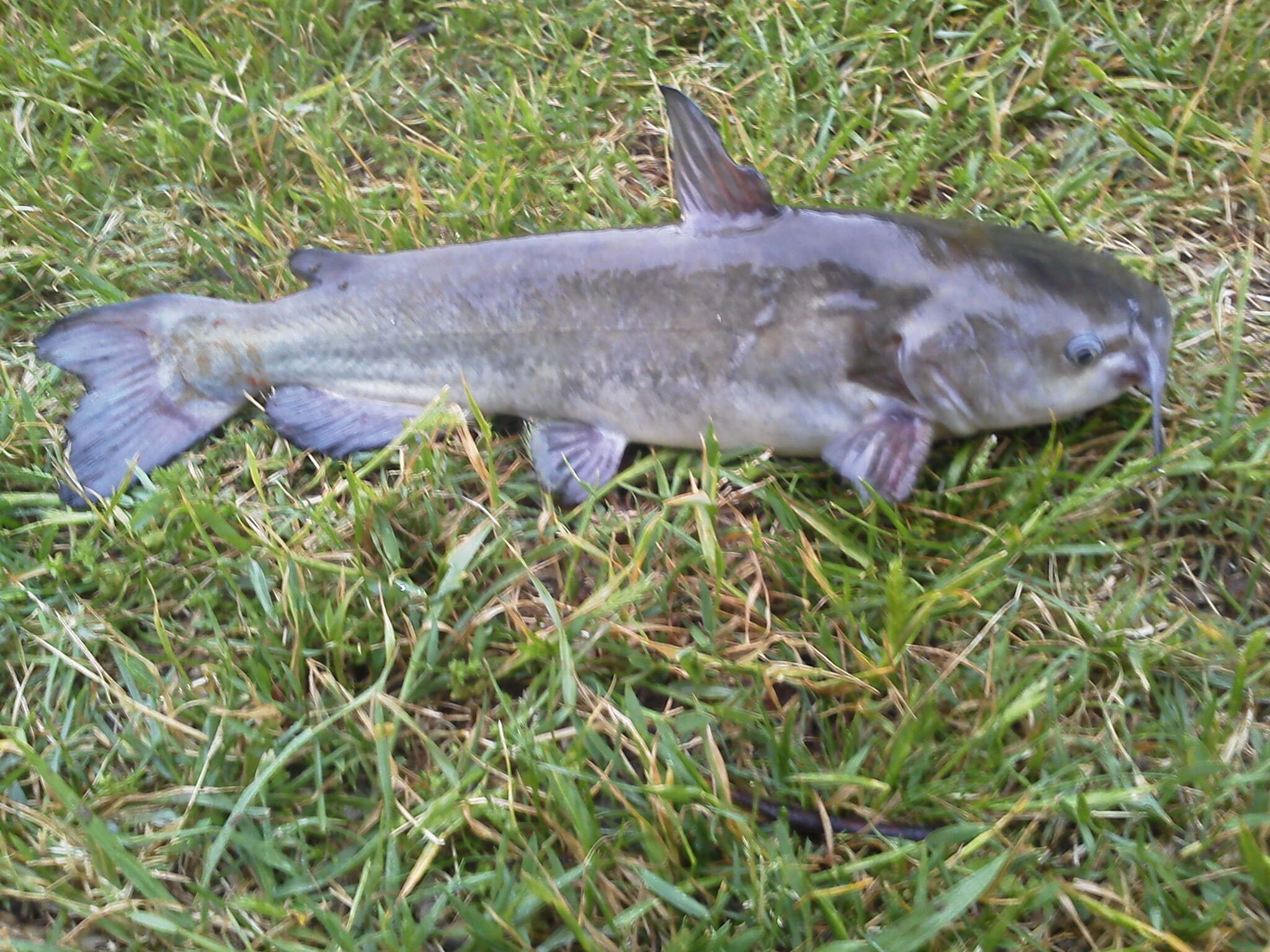 Image of White catfish