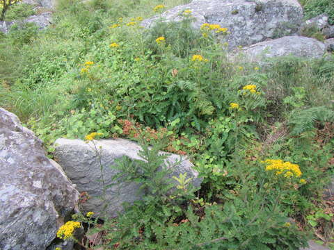 Image de Senecio variifolius DC.