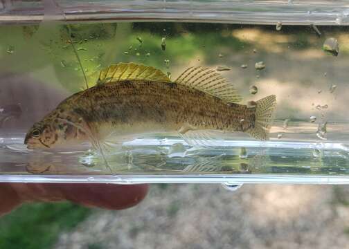 Plancia ëd Etheostoma nigripinne Braasch & Mayden 1985