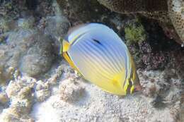 Image of Lineated Butterflyfish