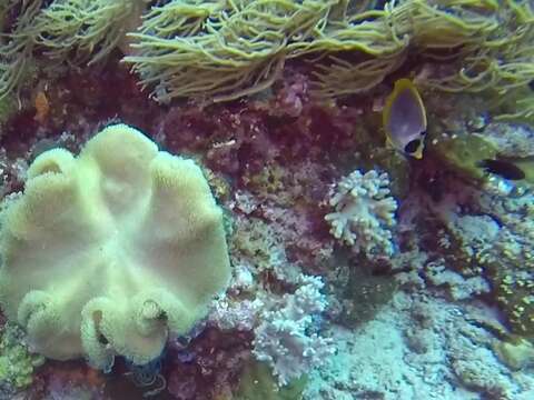 Image of Bantayan Butterflyfish