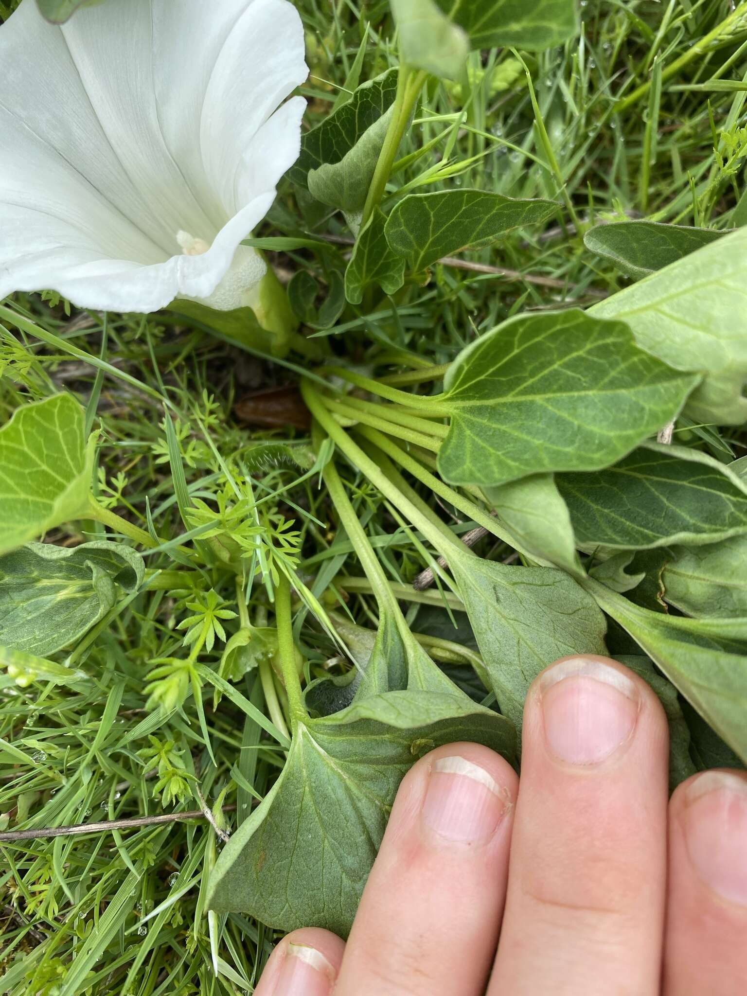 Image of nightblooming false bindweed