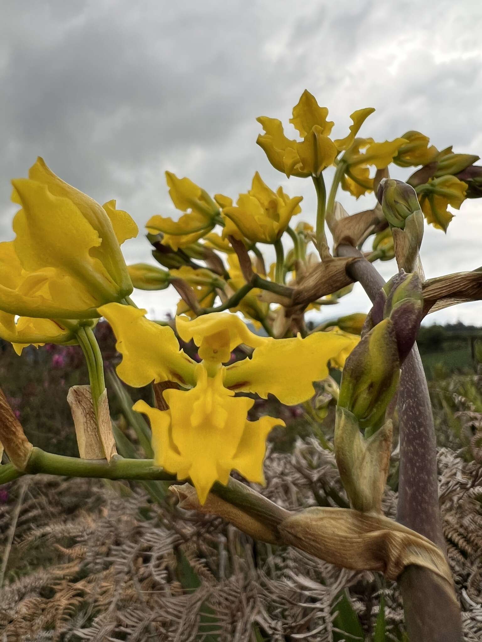 Image of Cyrtochilum revolutum (Lindl.) Dalström