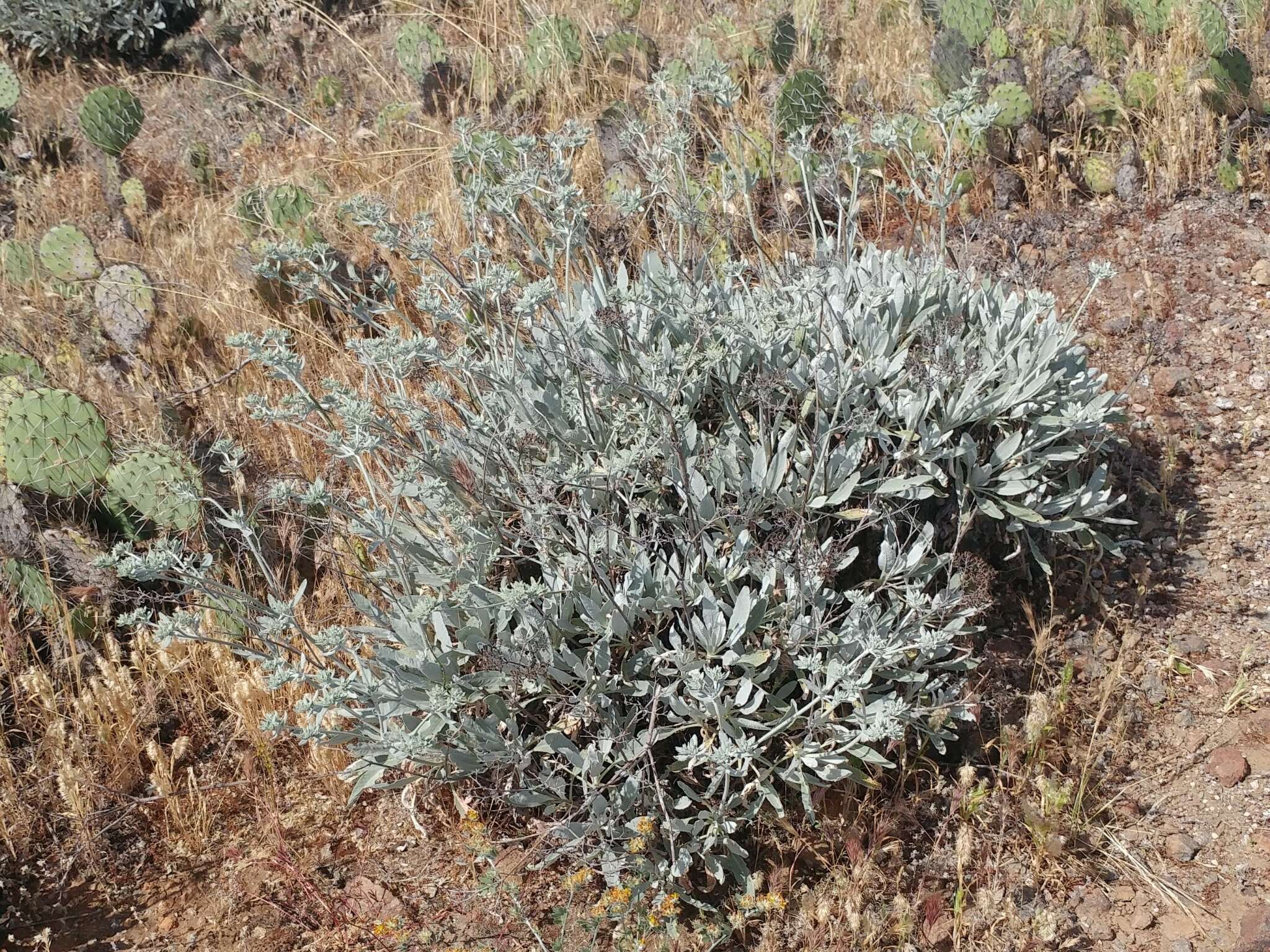 Imagem de Eriogonum giganteum var. formosum K. Brandegee