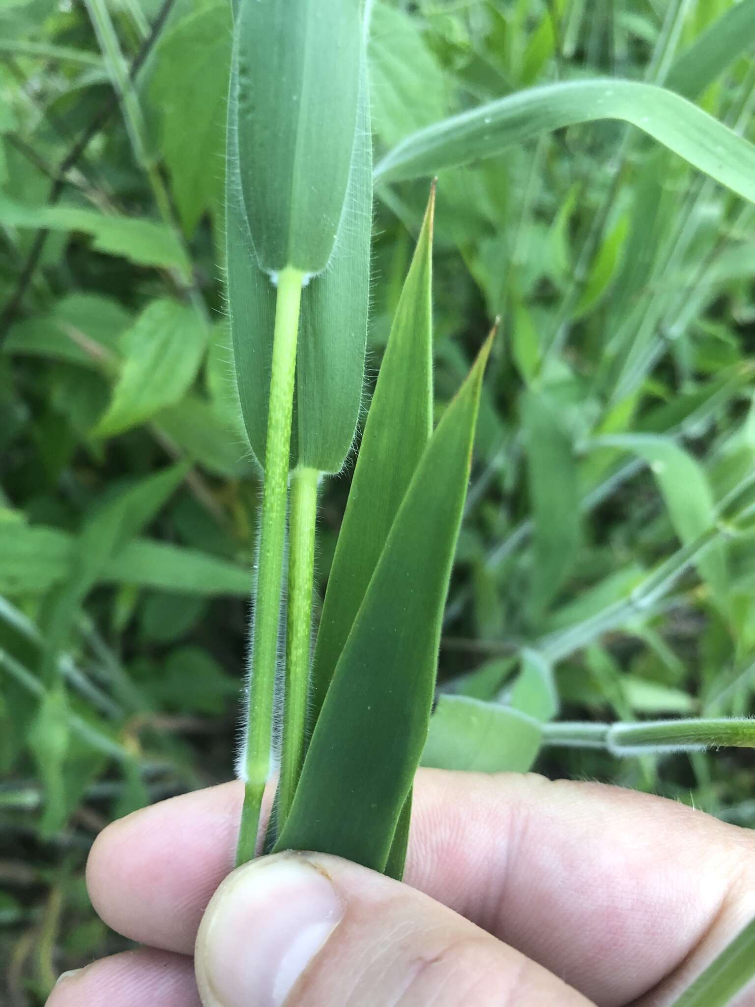 Image of Broom Rosette Grass