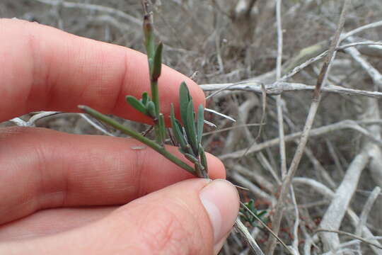 Heliophila linearis (Thunb.) DC. resmi