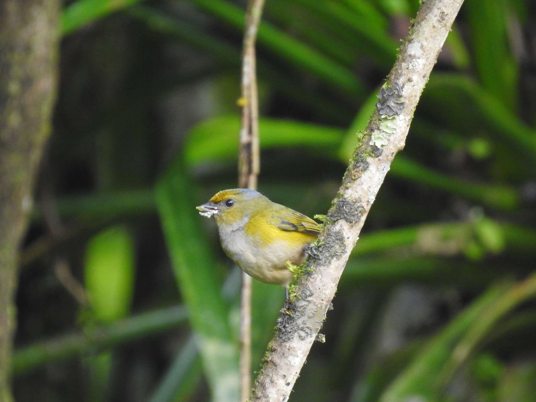 Sivun Euphonia xanthogaster oressinoma Olson 1981 kuva