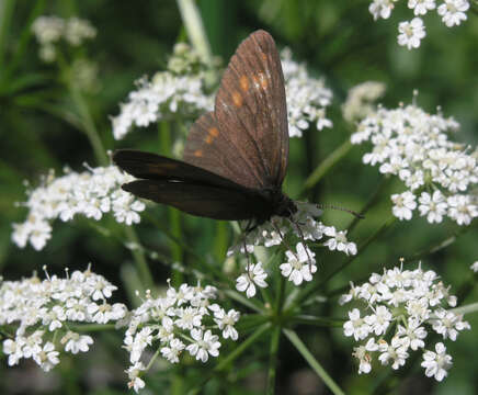 Image of Erebia turanica Erschoff 1876