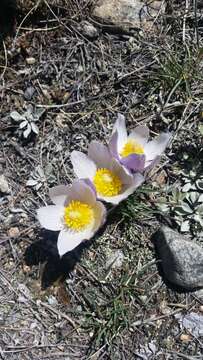 Image of Pulsatilla patens subsp. nuttalliana (DC.) Grey-Wilson