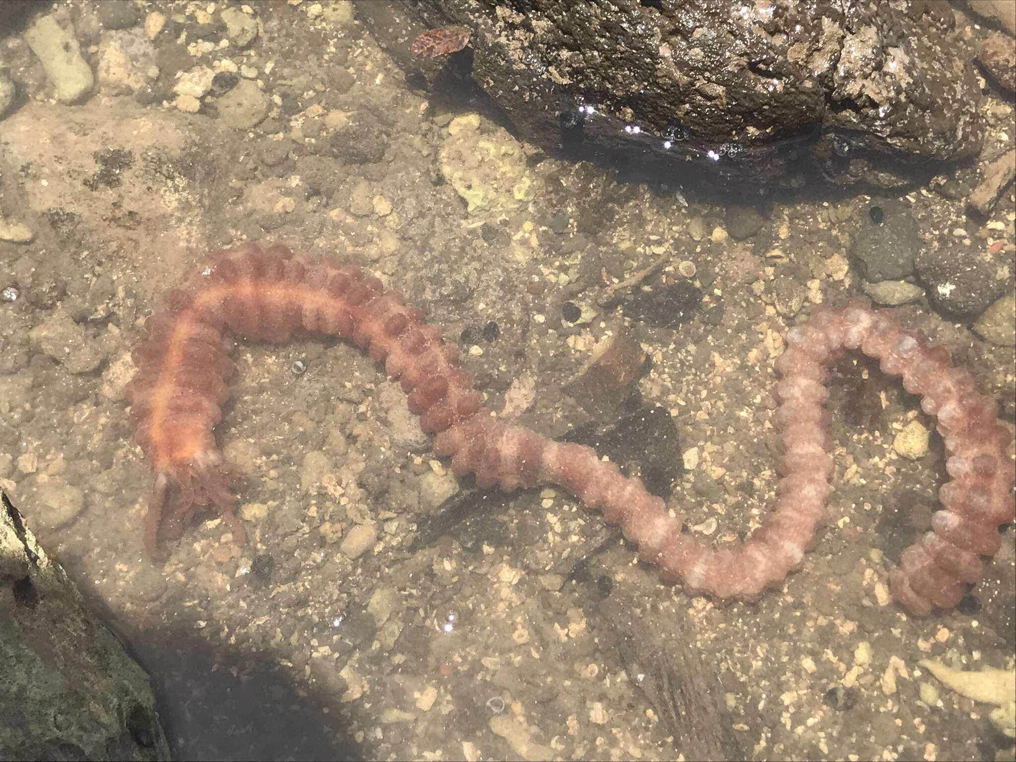 Image of Conspicuous Sea Cucumber