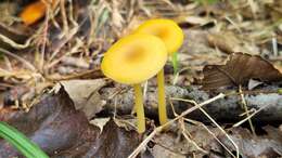 Image of Entoloma unicolor (Peck) Hesler 1967