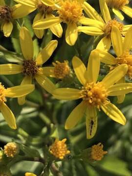 Image of Senecio sarracenicus L.