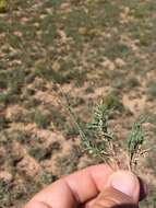 Plancia ëd Muhlenbergia arenacea (Buckley) Hitchc.