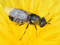 Image de Odontomyia microleon (Linnaeus 1758)