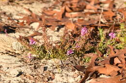 Image of Lewton's milkwort