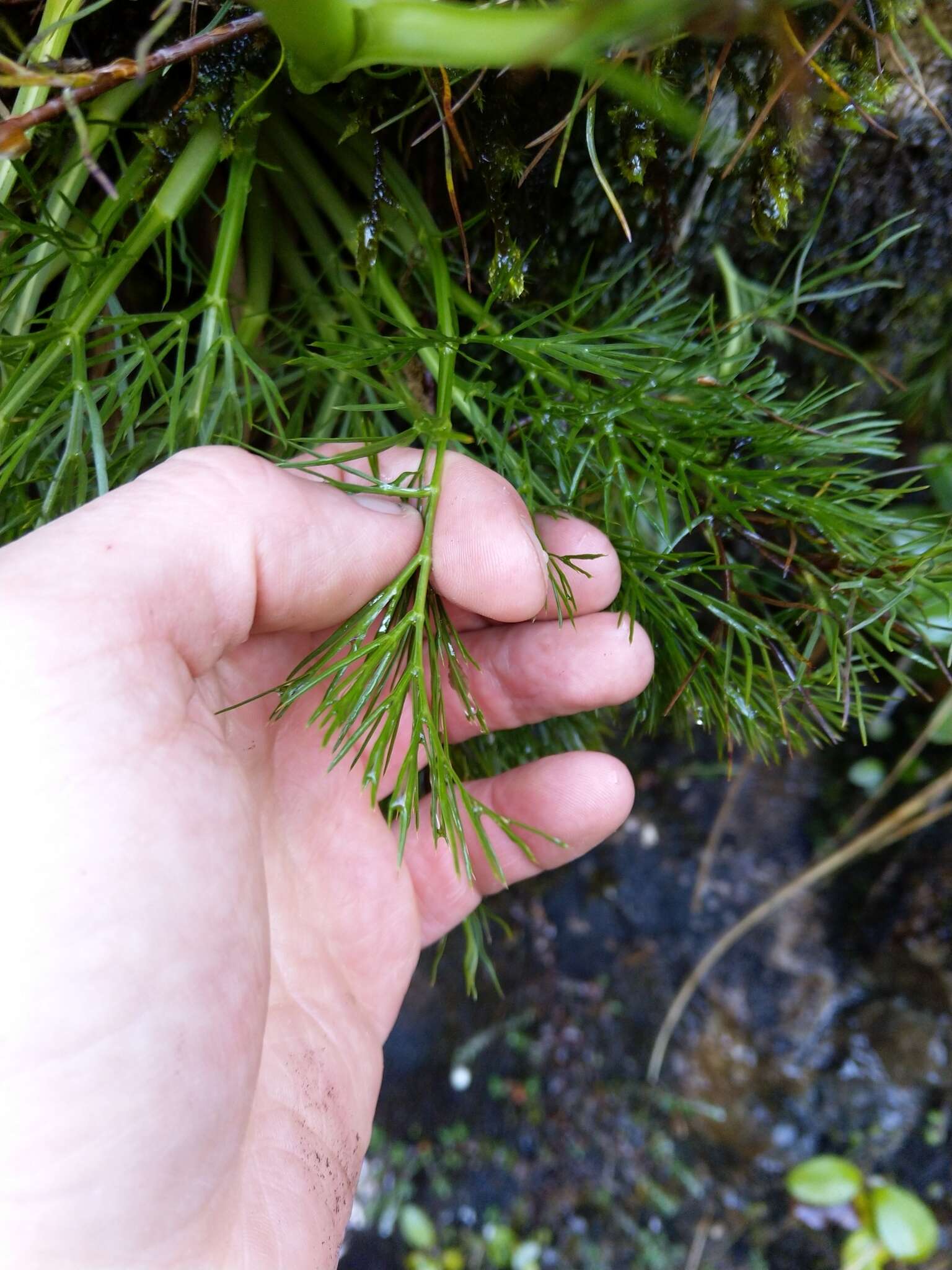 Aciphylla dissecta (T. Kirk) W. R. B. Oliv.的圖片