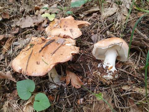 Image de Leucocortinarius