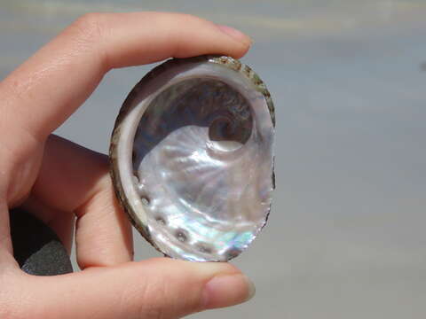 Image of staircase abalone