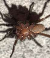 Image of Promyrmekiaphila clathrata (Simon 1891)