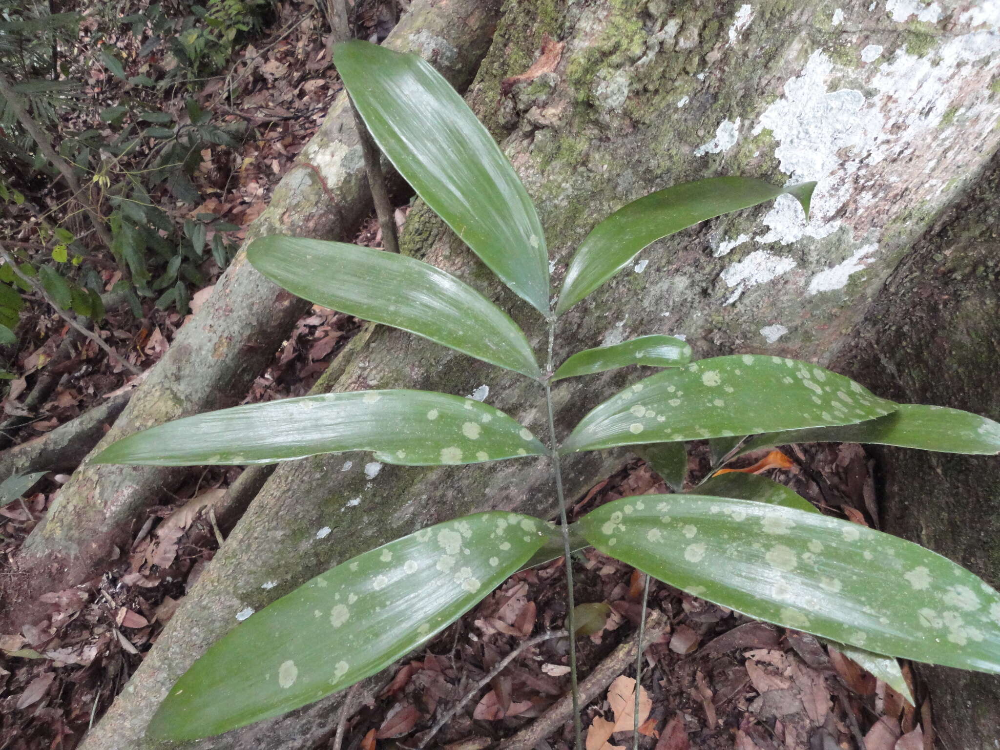 Image de Zamia incognita A. Lindstr. & Idárraga