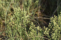 Image of Baccharis genistifolia DC.