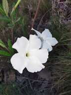 Imagem de Mandevilla hypoleuca (Benth.) Pichon