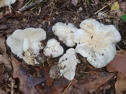 Image of Tricholoma subresplendens (Murrill) Murrill 1914